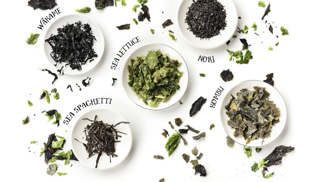 Algas, el alimento del futuro, por sus valores nutricionales y beneficios para la salud.