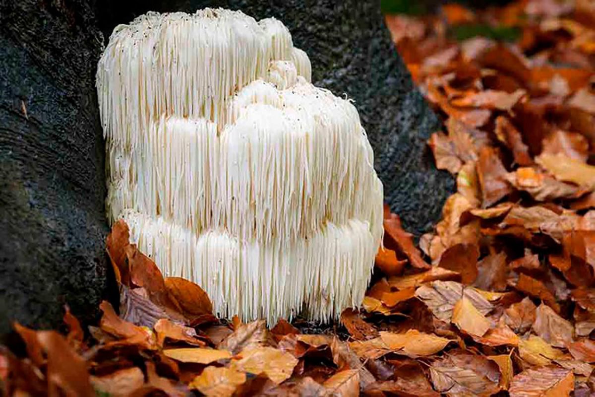 Potencia la memoria con la melena de león, un hongo comestible de uso milenario