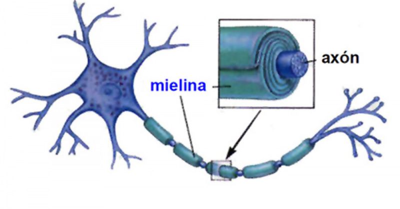 La mielina es una estructura en láminas que rodea los axones de las neuronas y acelera la transmisión de señales eléctricas La mielina es una estructura en láminas que rodea los axones de las neuronas y acelera la transmisión de señales eléctricas