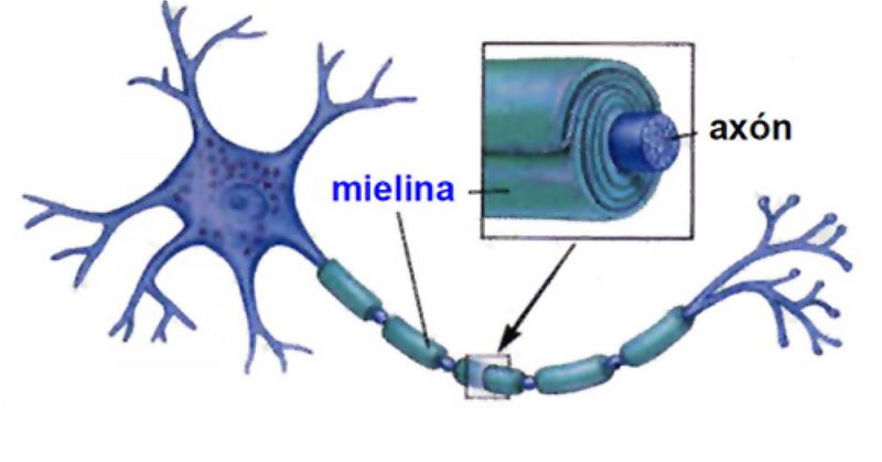 La mielina es una estructura en láminas que rodea los axones de las neuronas y acelera la transmisión de señales eléctricas