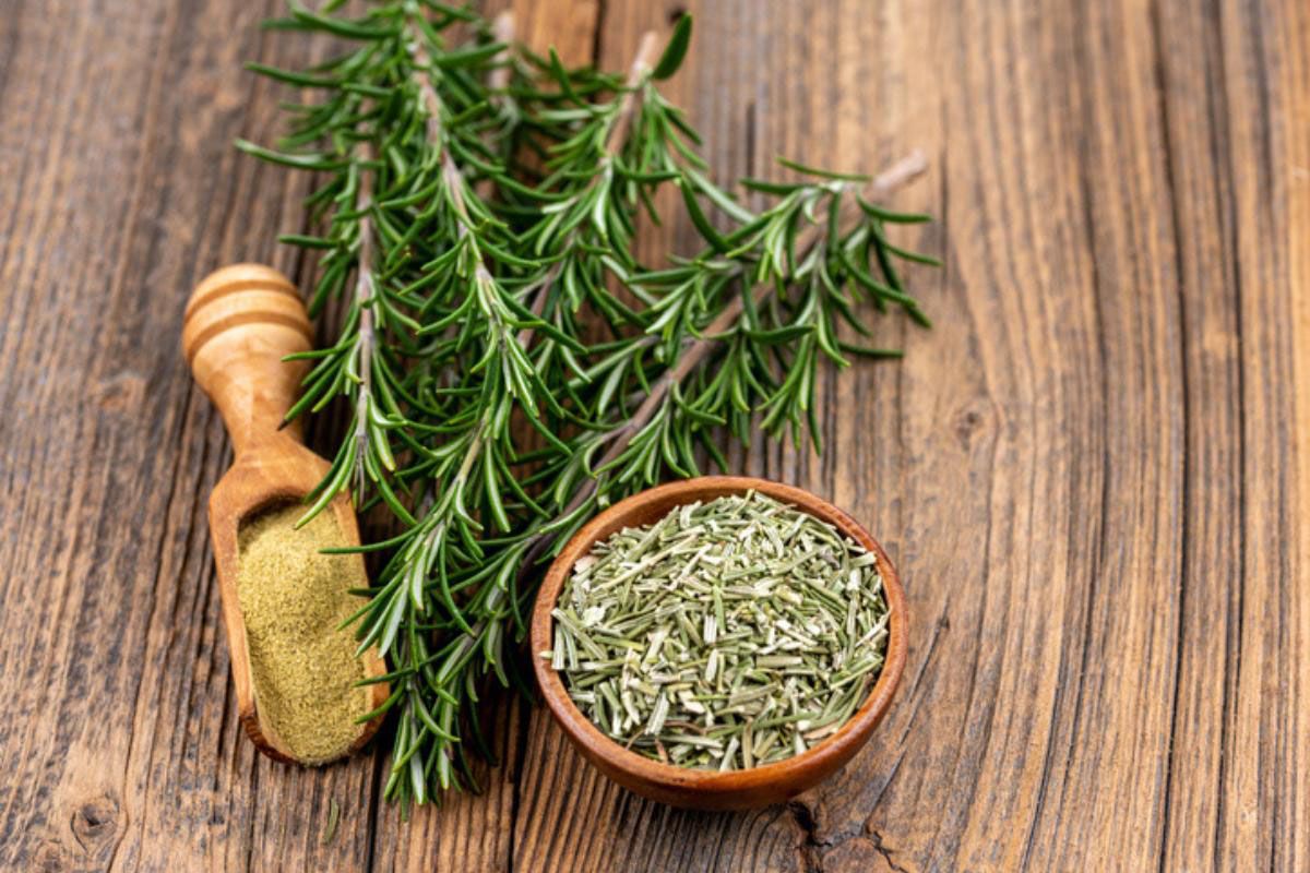 El romero,  una planta aromática que encierra grandes tesoros para nuestra salud
