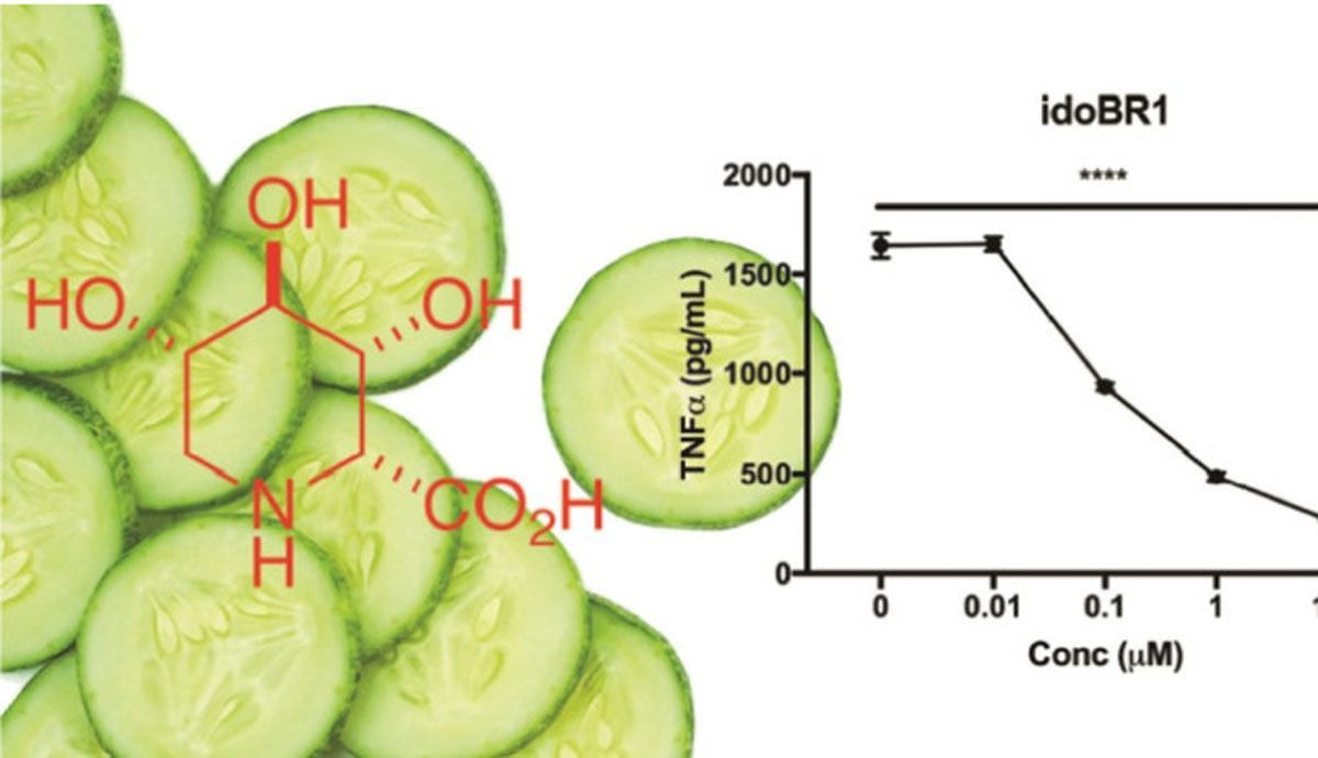 Un estudio encuenra que el extracto de pepino, tiene propiedades antiinflamatorias para cuidar tus articulaciones