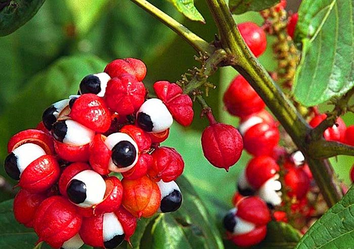 Guaraná