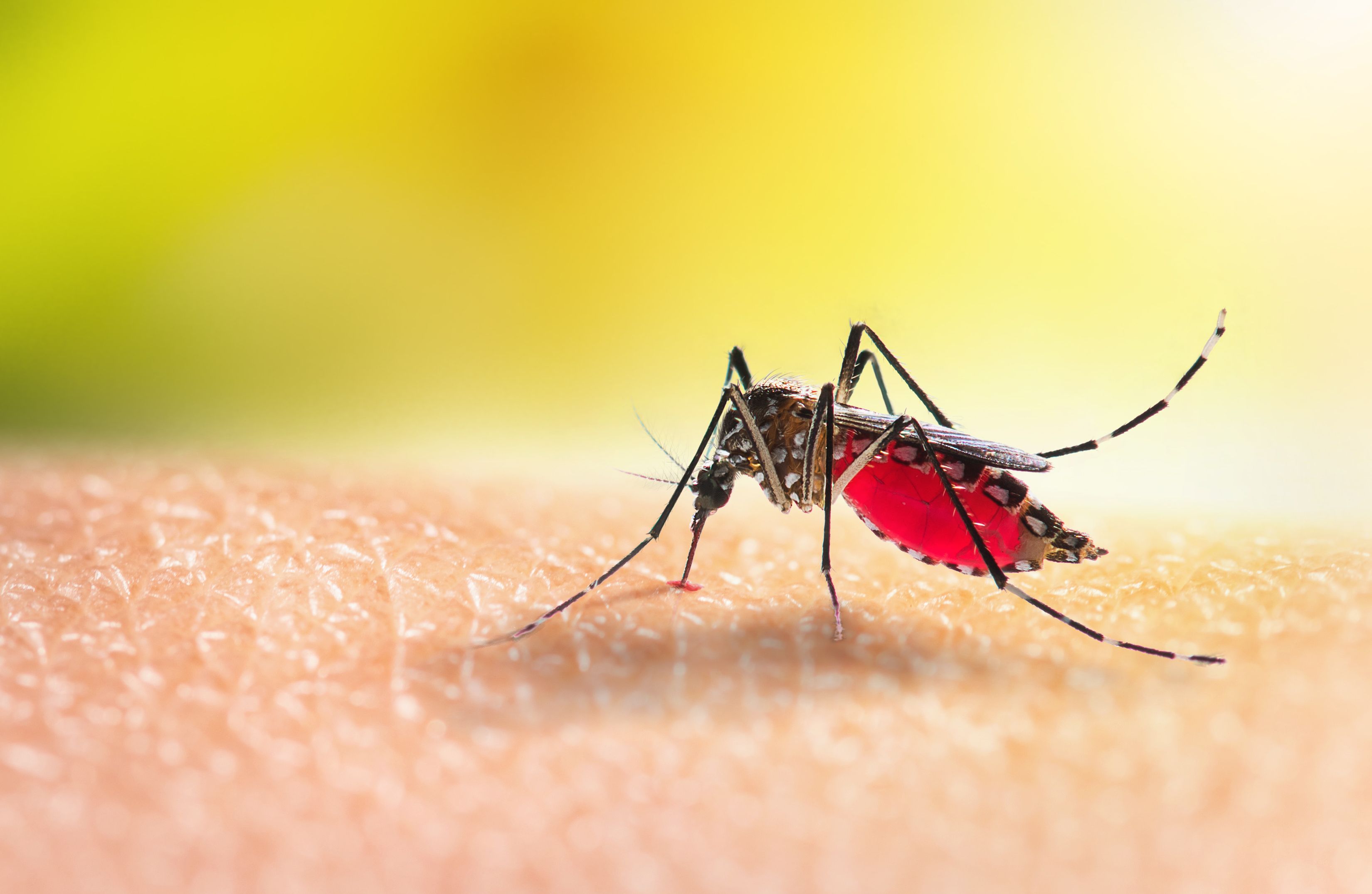 Reducir las Picaduras de Mosquitos: Estrategias Nutricionales para una Protección Natural