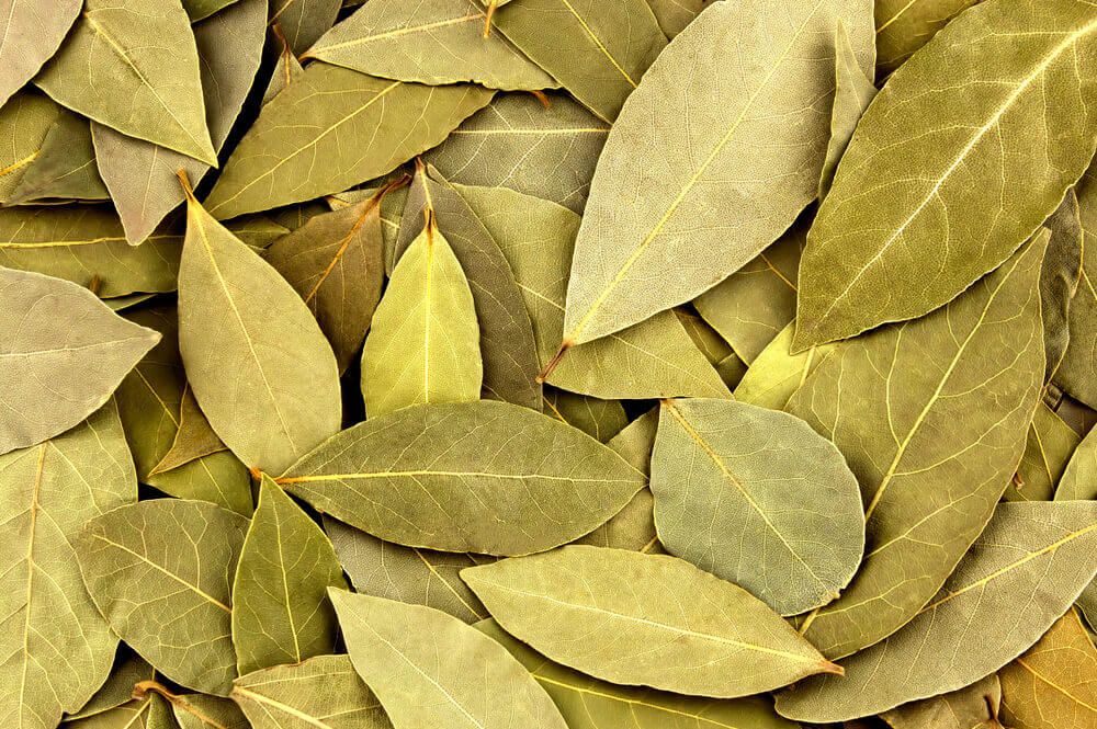 Hojas de laurel Hojas de laurel