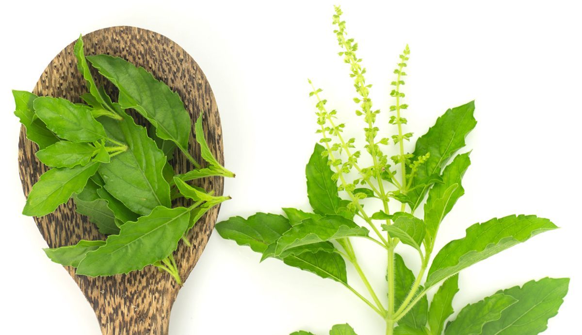 10 Beneficios para deportistas del té tuls oi albahaca sagrada 10 Beneficios para deportistas del té tuls oi albahaca sagrada