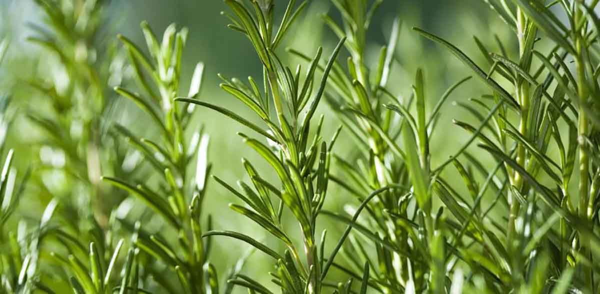El romero  una planta aromática con increíbles propiedades para la salud cerebral