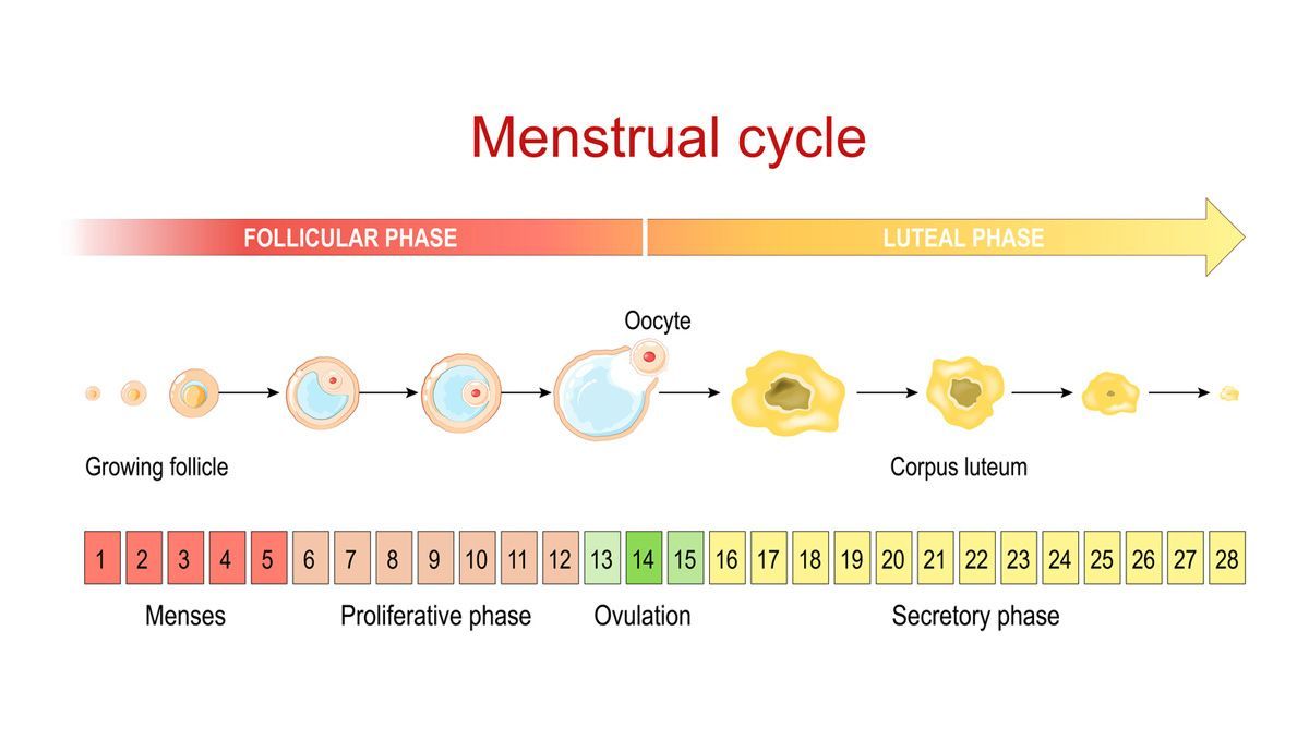 Fases del ciclo menstrual