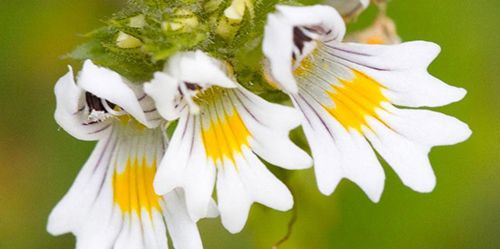 EUFRASIA