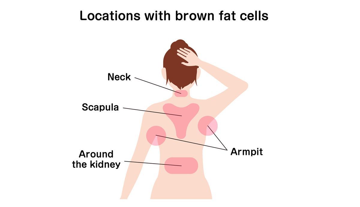 Localización de la grasa parda en el cuerpo Localización de la grasa parda en el cuerpo