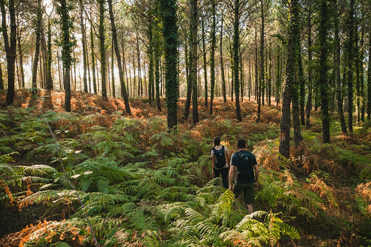 Los Baños de Bosque,una práctica que alarga la vida