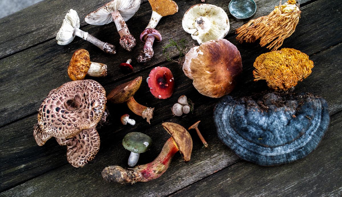 7 Hongos medicinales para deportistas