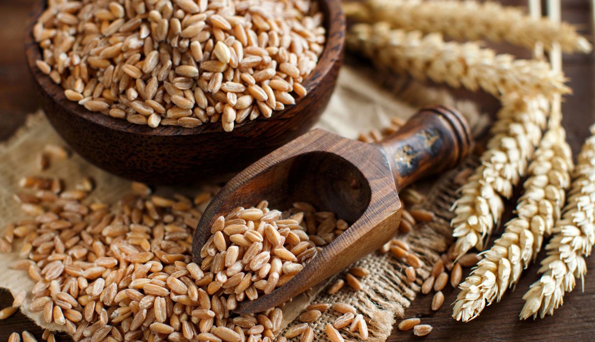 Descubre el farro, el trigo antiguo rico en proteínas y fibra.
