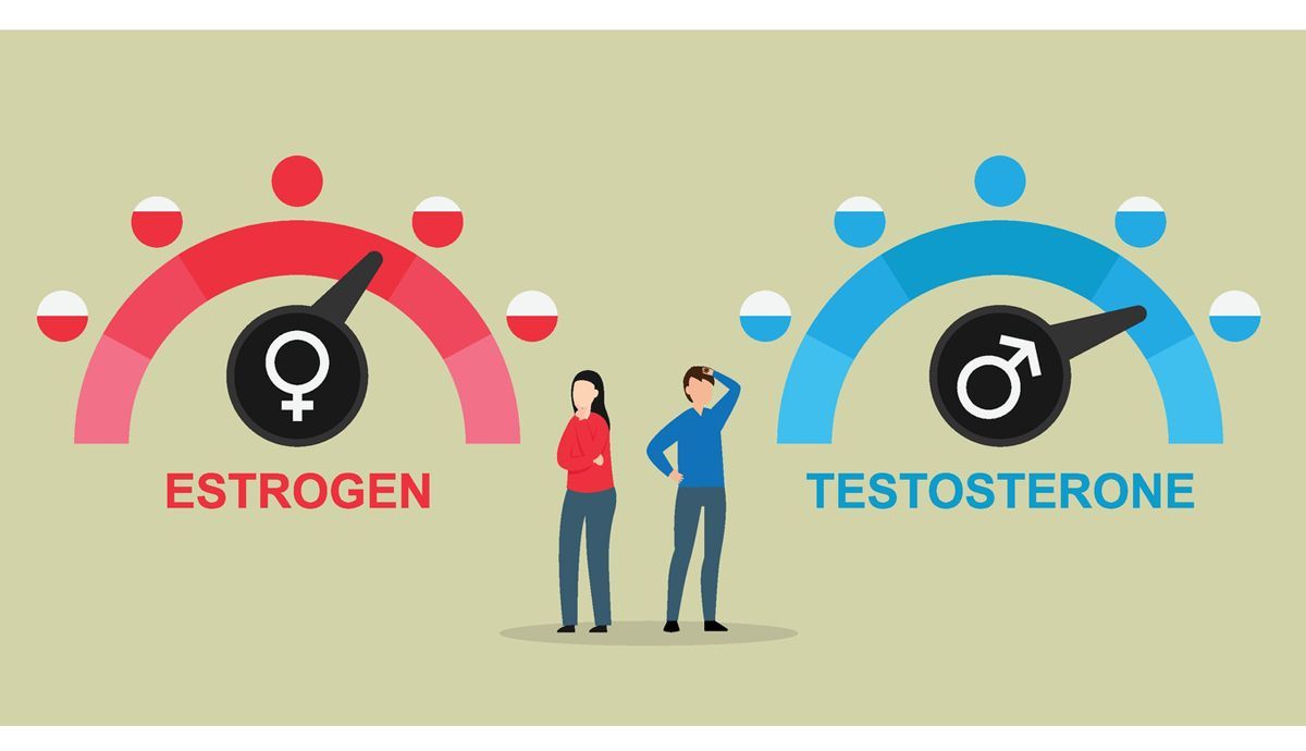 Funciones de los estrógenos en los hombres Funciones de los estrógenos en los hombres