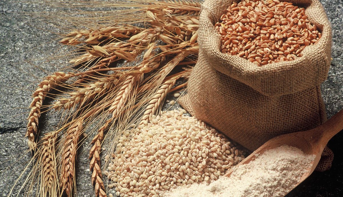 Descubriendo la espelta, un trigo antiguo muy nutritivo