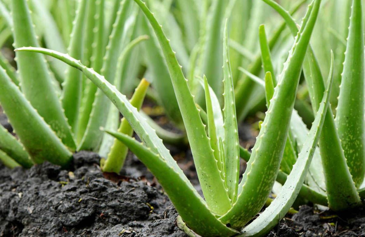 De Cleopatra a la cancha  descubre cómo el Aloe Vera ha conquistado el mundo deportivo
