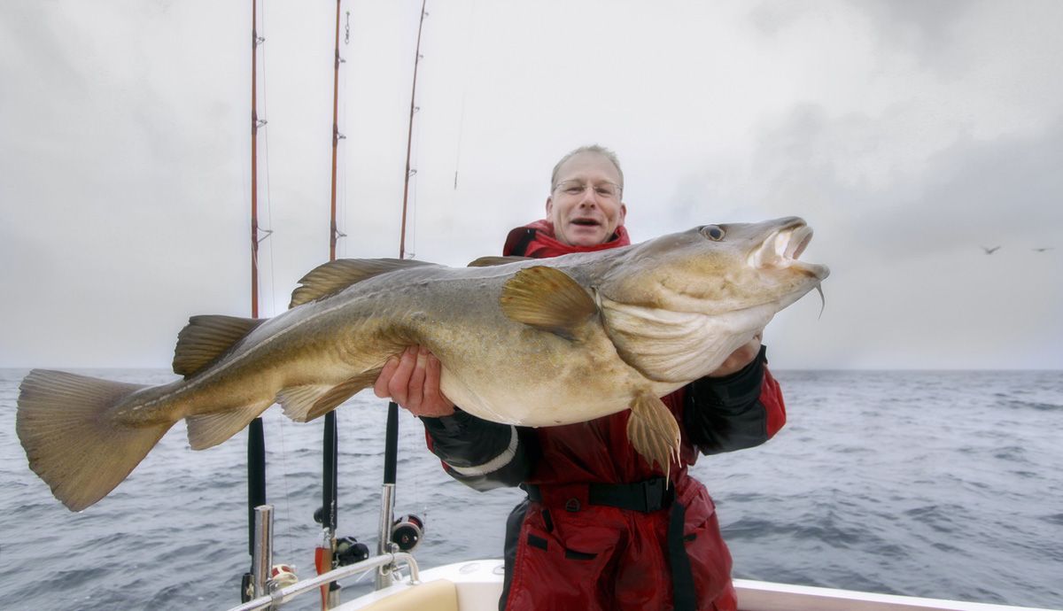 Bacalao, un pescado para deportistas