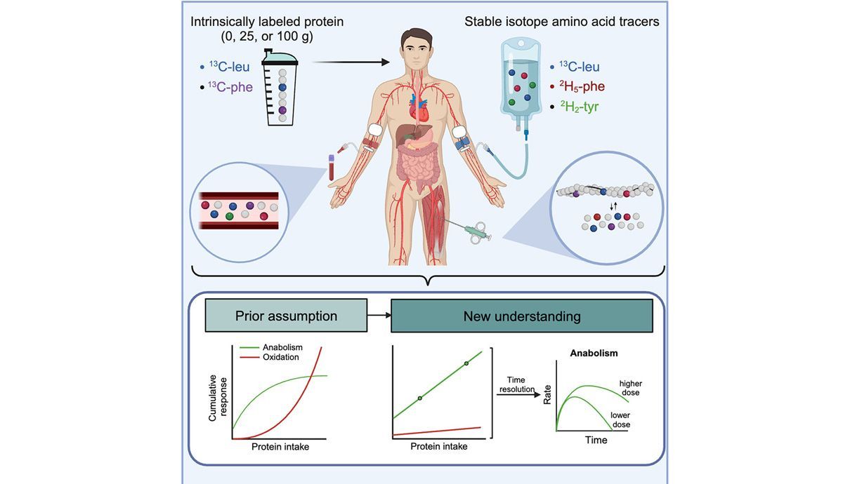 Un nuevo estudio encuentra que no hay cantidad límite de ingesta de proteínas para crear músculo Un nuevo estudio encuentra que no hay cantidad límite de ingesta de proteínas para crear músculo