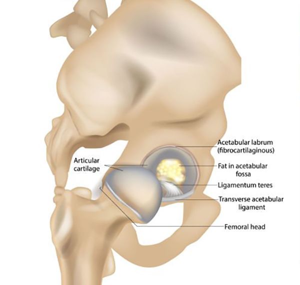 Anatomía de la cadera Anatomía de la cadera