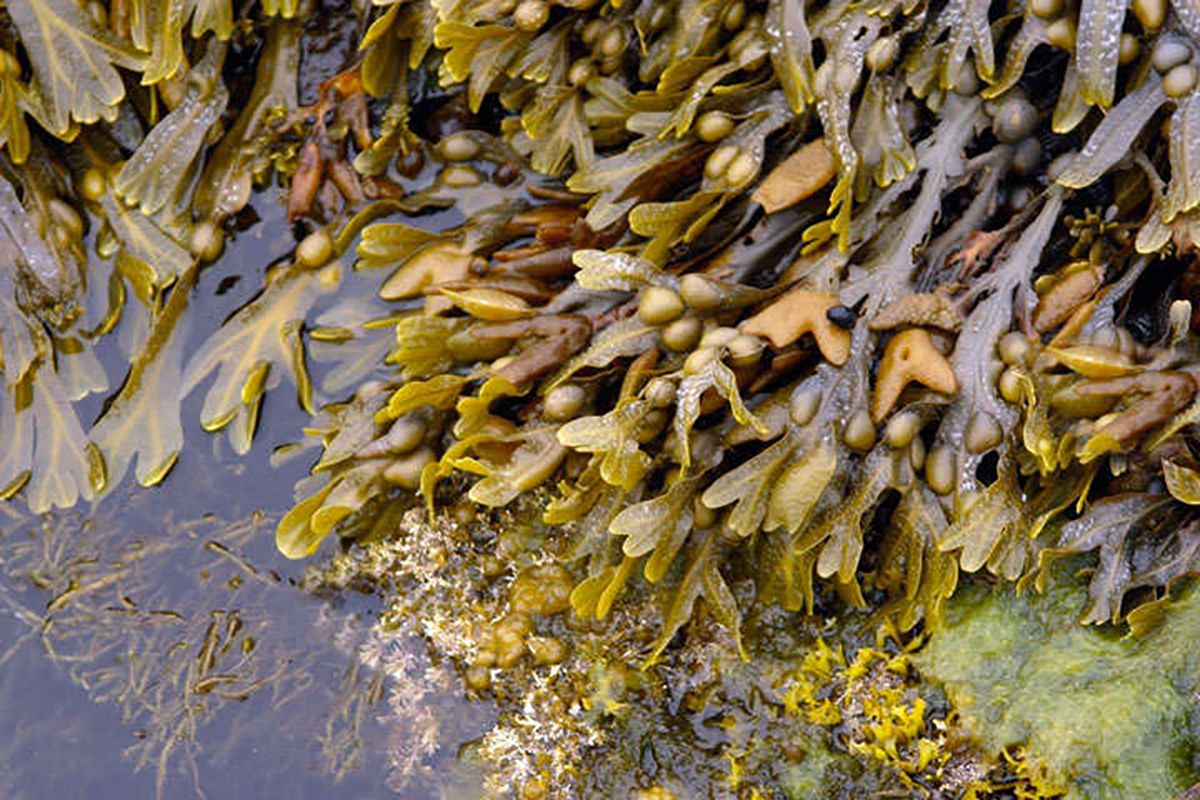 ¿Conoces el fucus? Un alga que favorece la pérdida de peso