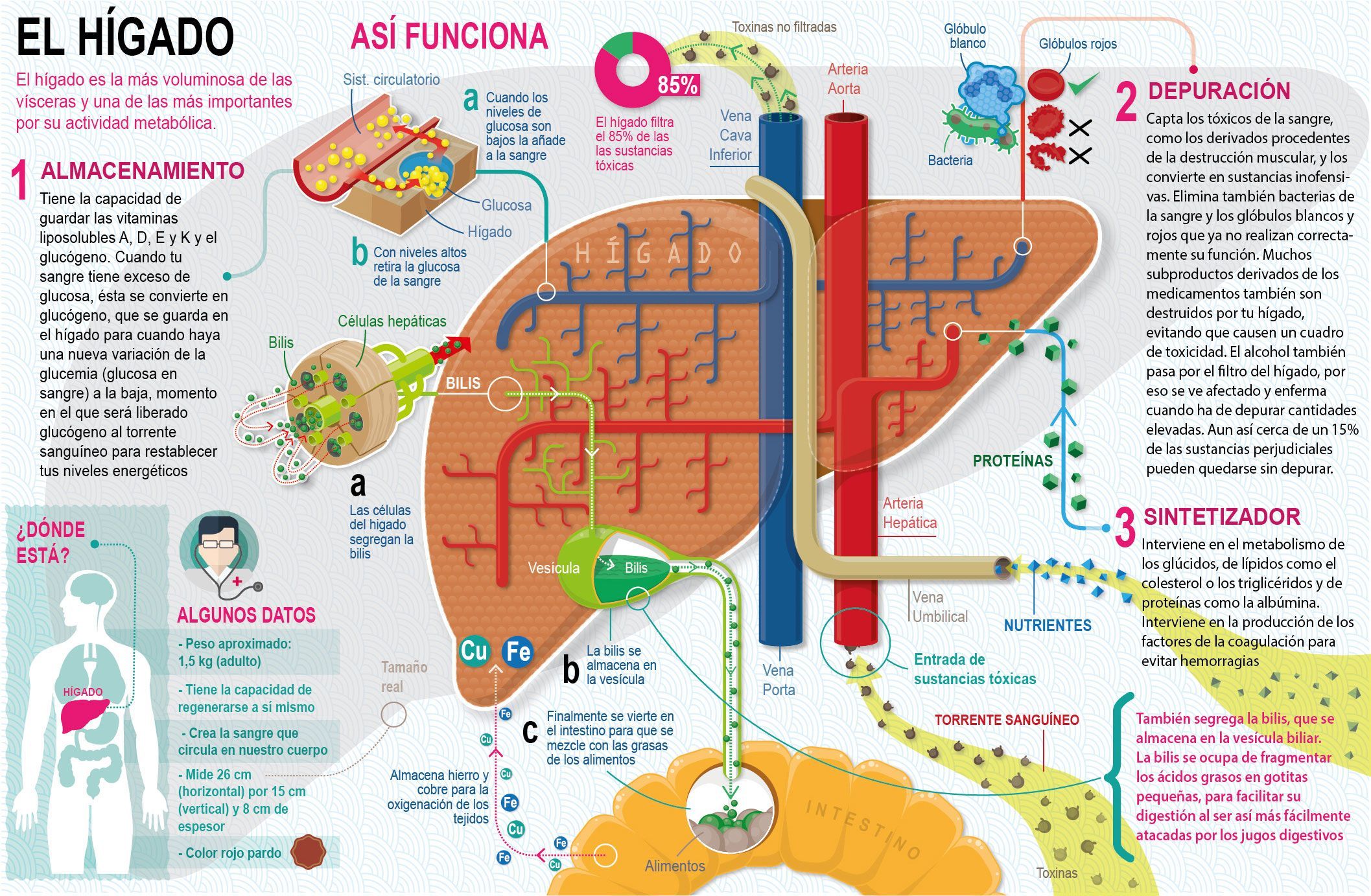 asi funciona higado 55b63314763a2 asi funciona higado 55b63314763a2