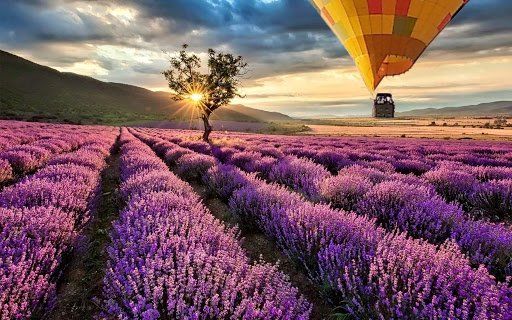 Volar en globo sobre los campos de Lavanda de Brihuega
