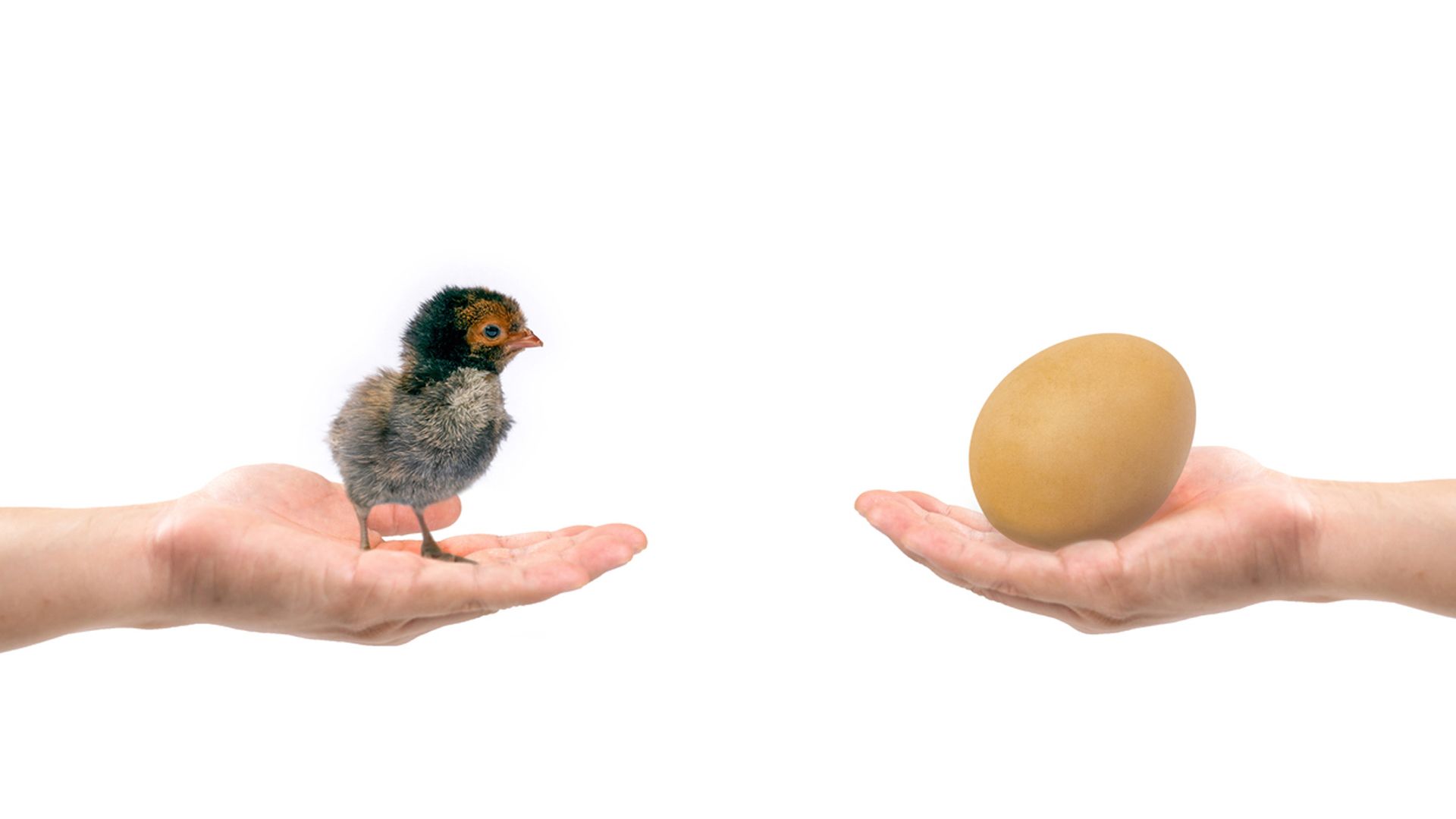 ¿Merece la pena comprar huevos ecológicos? La OCU responde