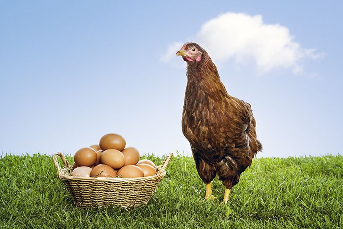 Dudas frecuentes sobre los huevos Dudas frecuentes sobre los huevos