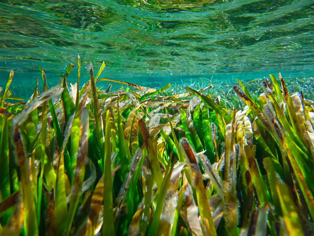 Formentera Posidonia