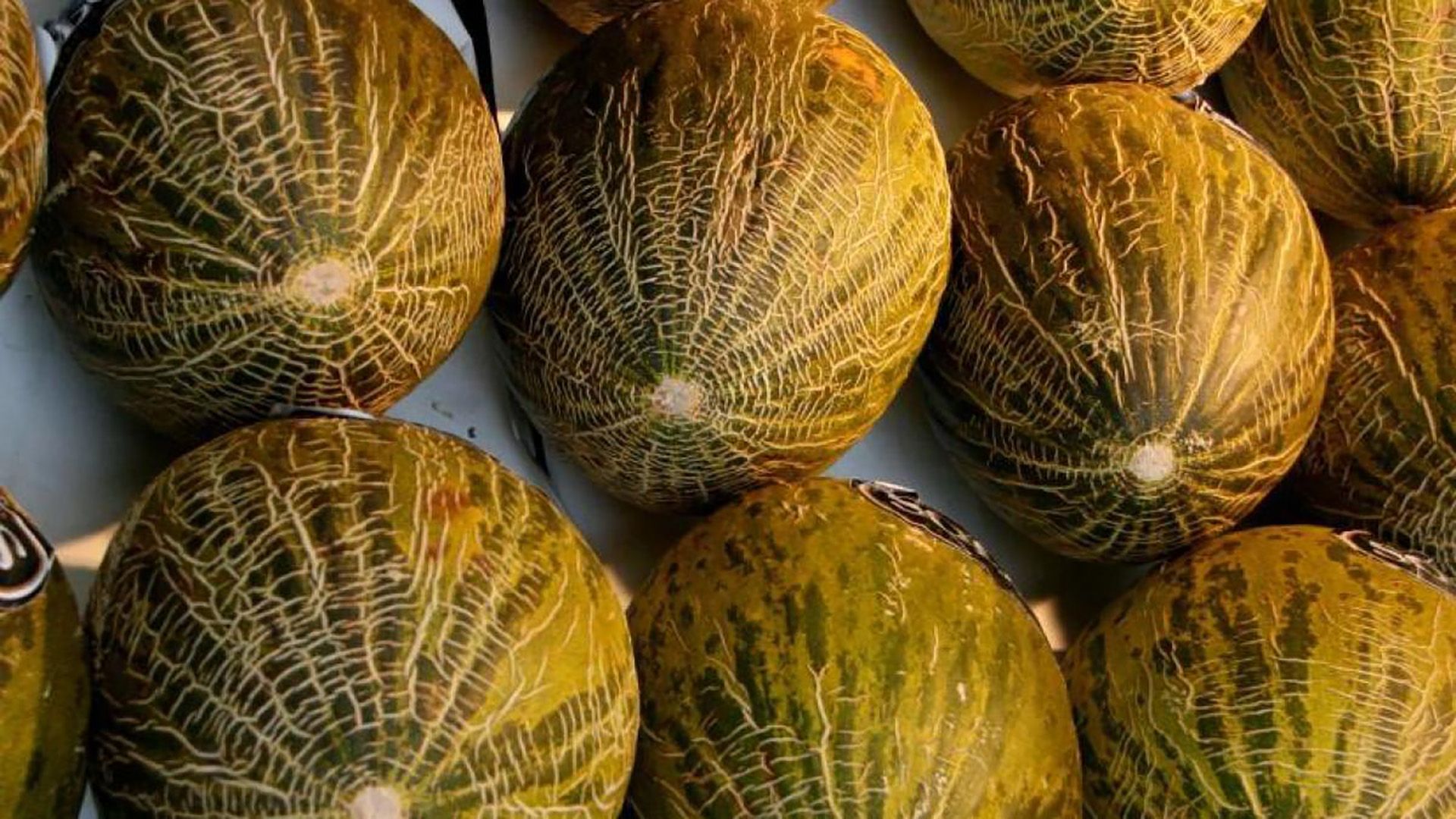 Así se distingue que un melón está bueno