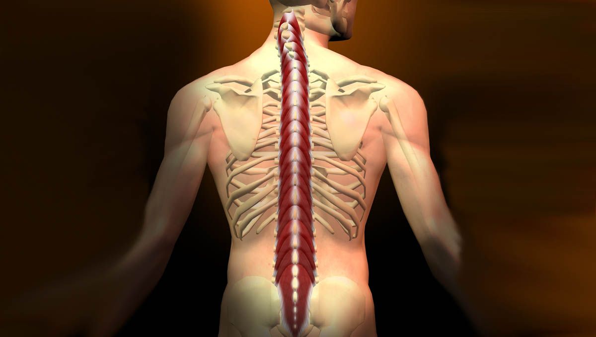 Los 2 ejercicios que mejorar la musculatura erectora