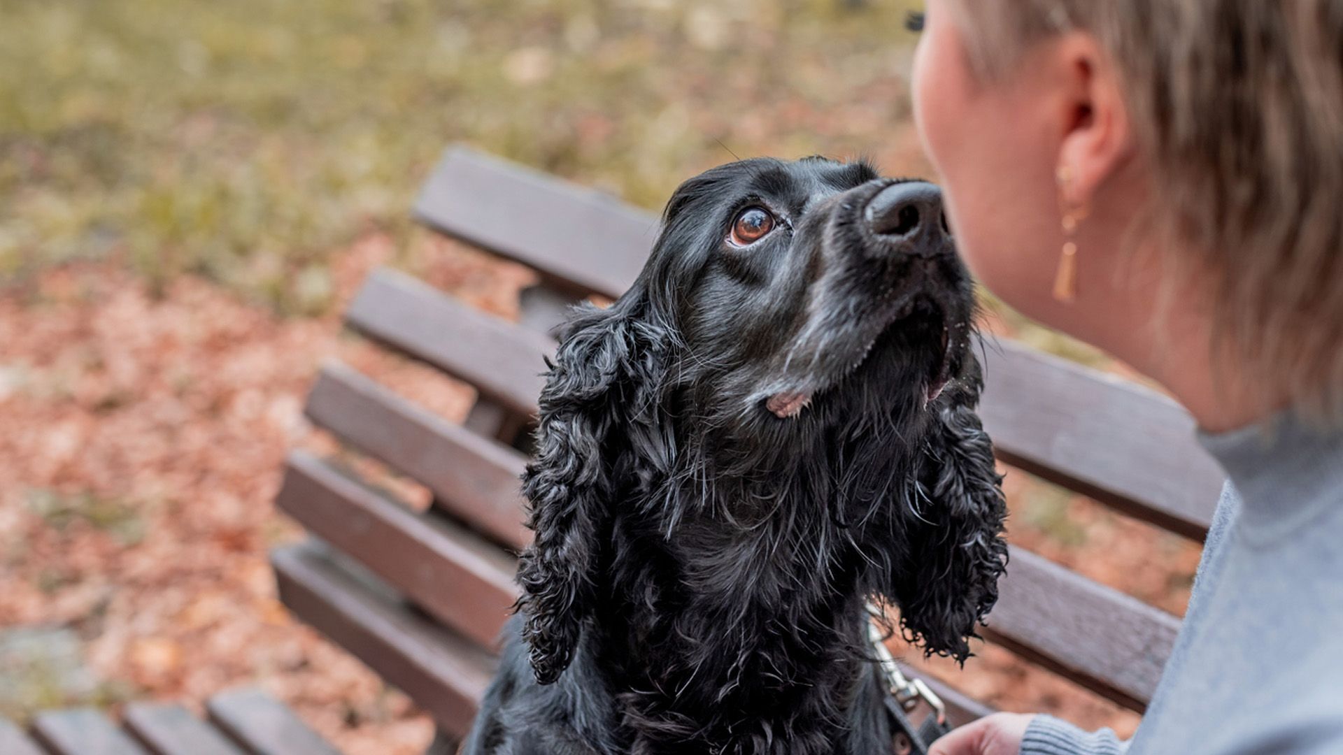 Pueden los perros oler el cáncer