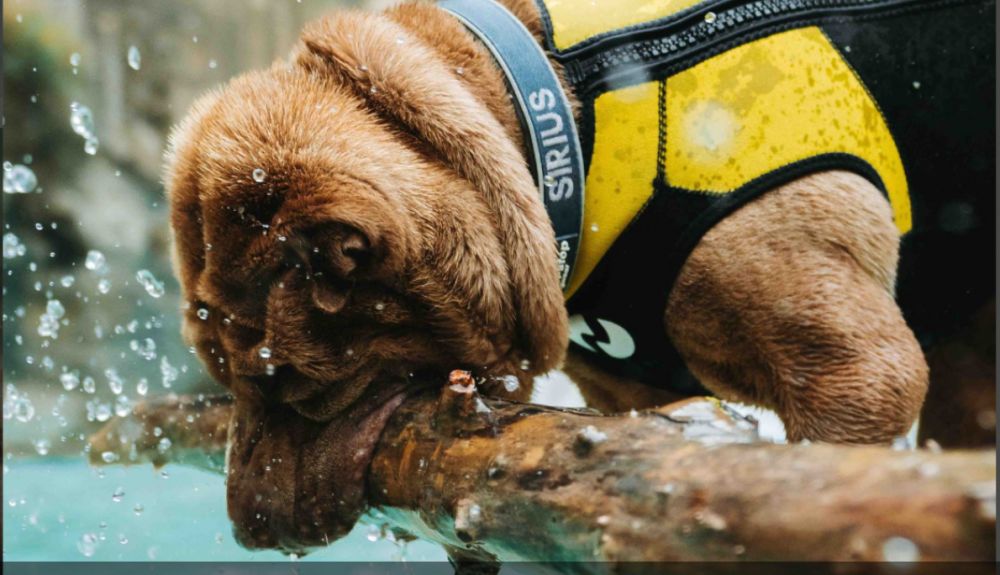 Newex traje ecopreno para perros 