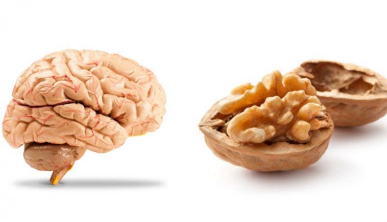 Nuez y cerebro Nuez y cerebro