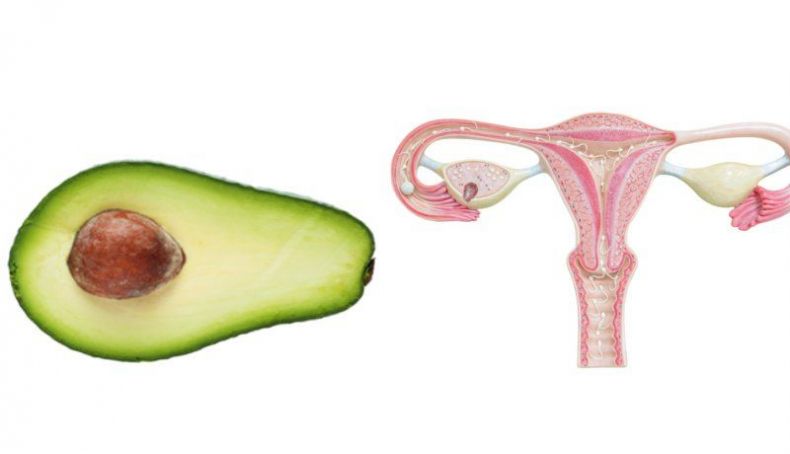 Aguacate y aparato genital femenino Aguacate y aparato genital femenino