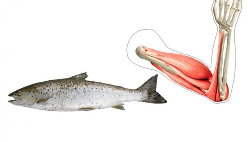 Pescados y músculos Pescados y músculos