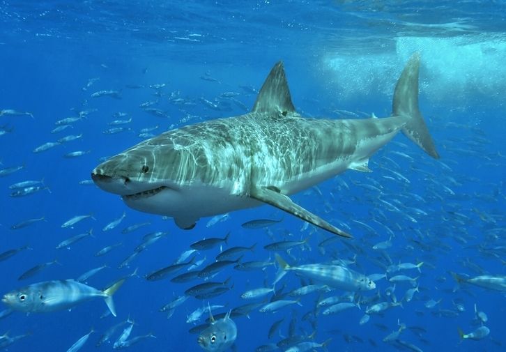 Los tiburones no suelen atacar a los humanos, pero son imprevisibles