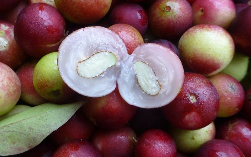 Camu Camu, el alimento líder en vitamina C