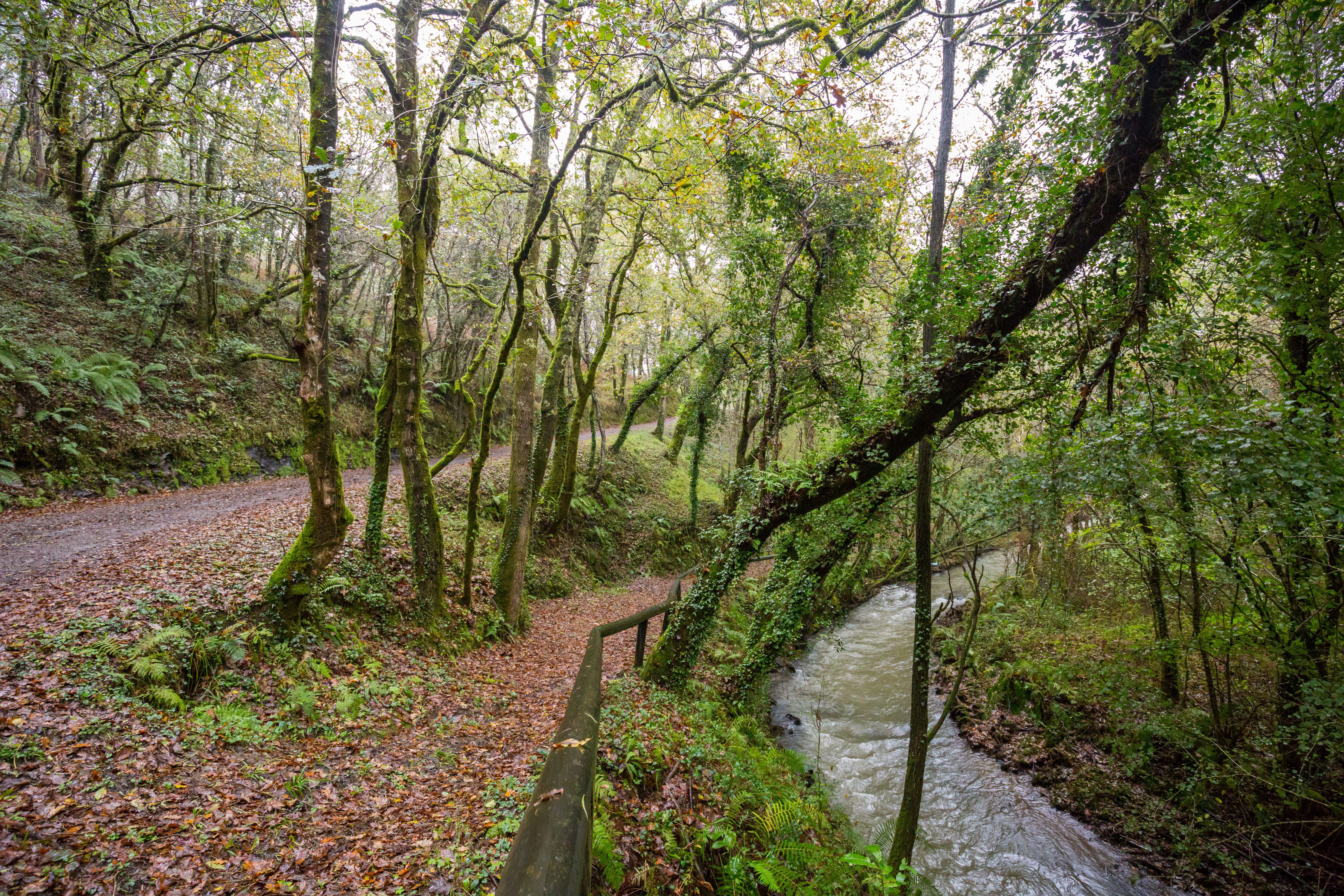 Descubre a pedales la natuleza de Galicia con "Camiños de agua"