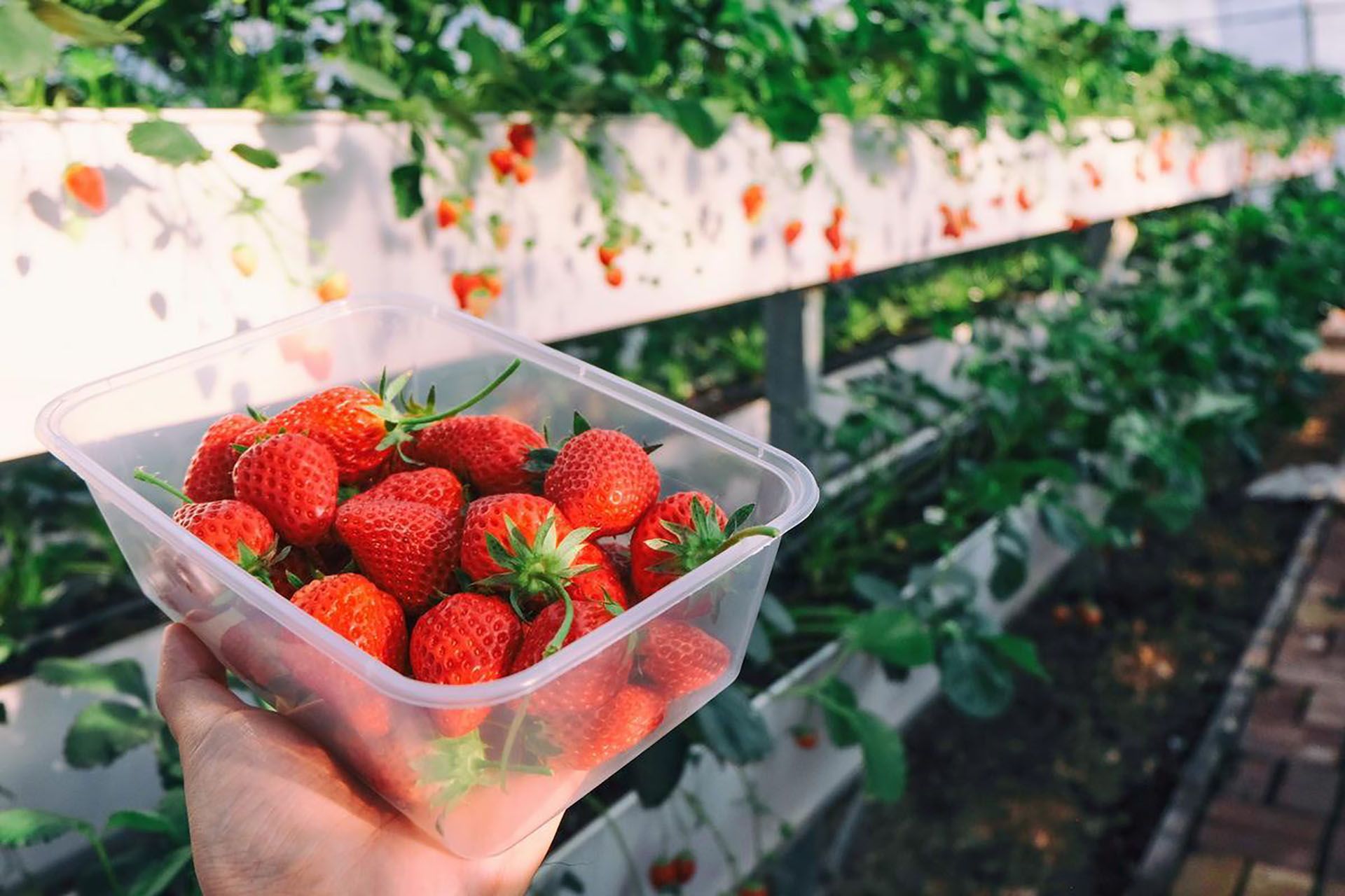 Con este truco conservarás las fresas intactas en la nevera