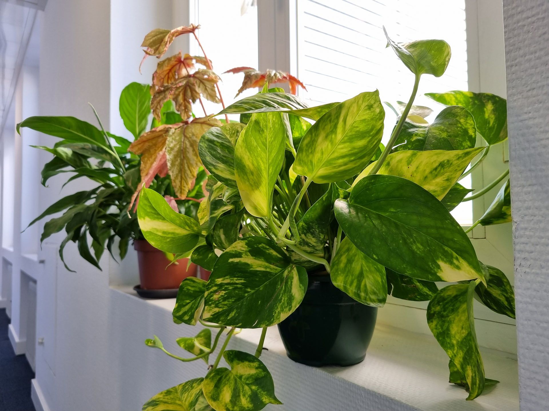 Esta planta está en todos los salones y aquí te contamos el porqué