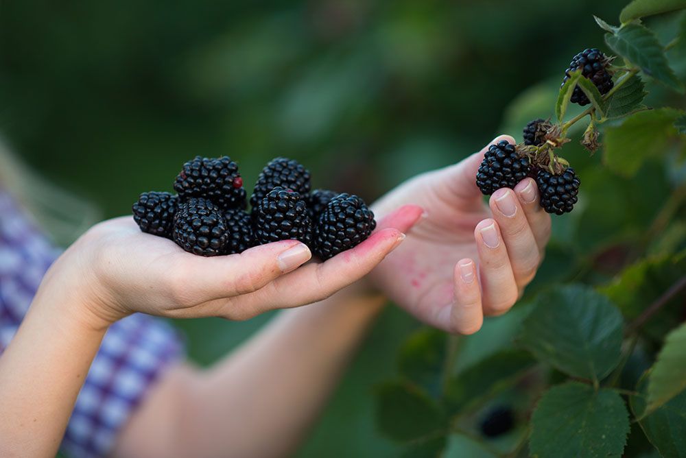 Una fruta rica en antioxidantes y todas estas propiedades Una fruta rica en antioxidantes y todas estas propiedades