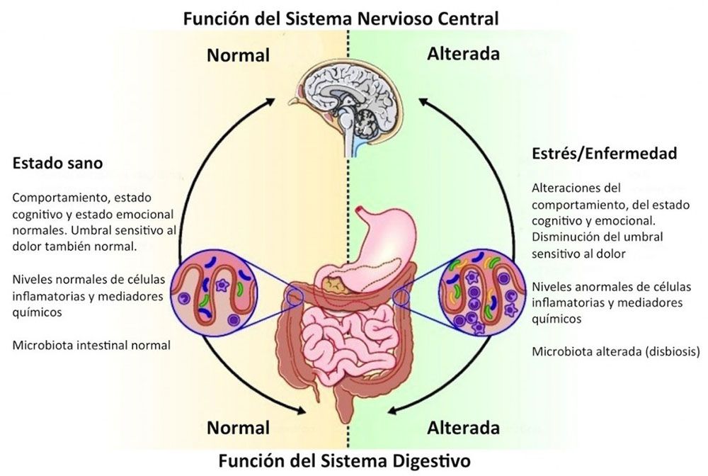 Eje Intestino Cerebro Eje Intestino Cerebro