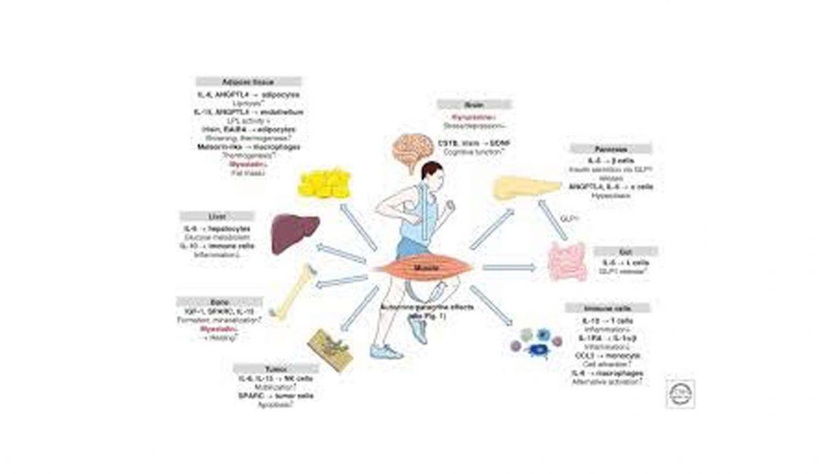 Miokinas, proteínas claves para la salud que se liberan durante el ejercicio Miokinas, proteínas claves para la salud que se liberan durante el ejercicio