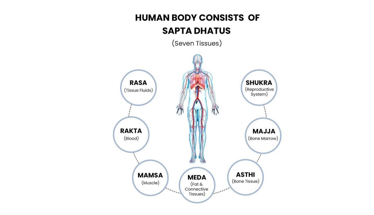 7 dhatus en ayurveda 7 dhatus en ayurveda