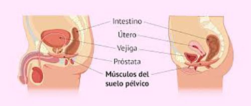 Suelo pélvico Suelo pélvico