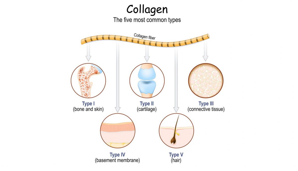 Los 5 tipos más comunes de colágeno