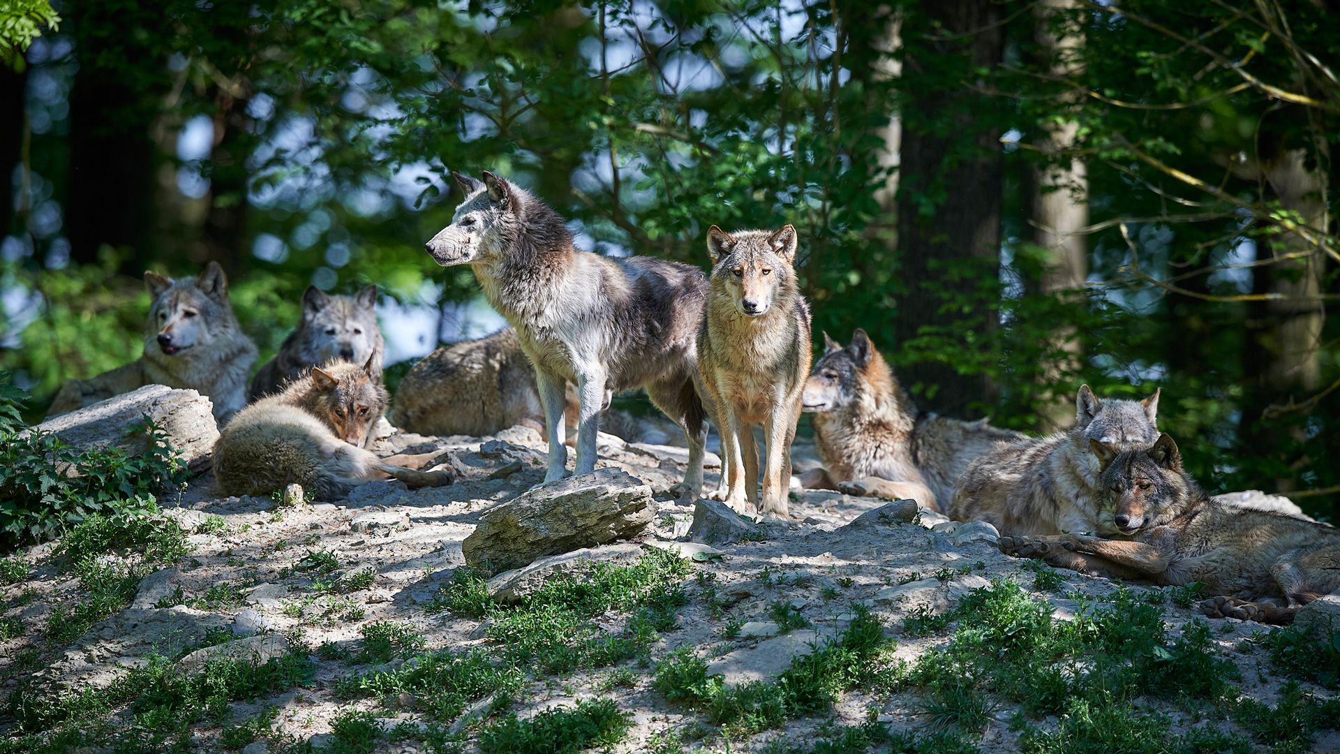 Manada de lobos en libertad (Foto: iStock)