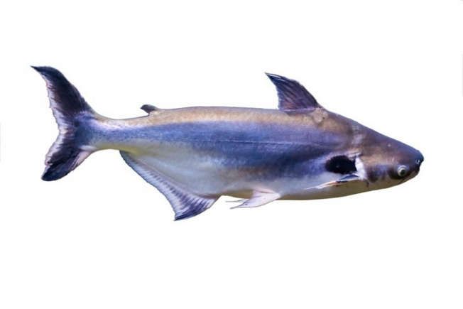 Pangasiis