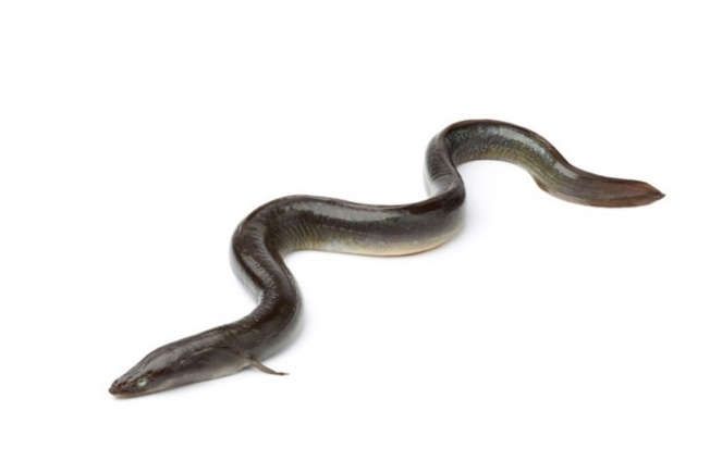 La Anguila